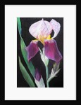 Iris from my garden by Margo Starkey