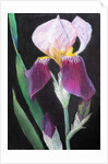 Iris from my garden by Margo Starkey