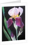 Iris from my garden by Margo Starkey
