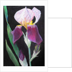 Iris from my garden by Margo Starkey