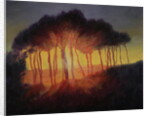 Wild Trees at Sunset, 2002 by Antonia Myatt