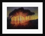 Wild Trees at Sunset, 2002 by Antonia Myatt