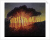 Wild Trees at Sunset, 2002 by Antonia Myatt