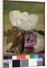 Magnolia Blossom by John La Farge or Lafarge