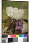 Magnolia Blossom by John La Farge or Lafarge