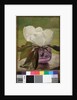 Magnolia Blossom by John La Farge or Lafarge