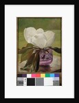 Magnolia Blossom by John La Farge or Lafarge
