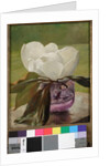 Magnolia Blossom by John La Farge or Lafarge