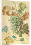 White Grapes by James Sillett