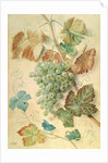 White Grapes by James Sillett