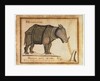 Rhinoceros, drawn and wrote by William Twiddy who never had the use of hands or feet by William Twiddy