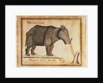 Rhinoceros, drawn and wrote by William Twiddy who never had the use of hands or feet by William Twiddy