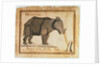 Rhinoceros, drawn and wrote by William Twiddy who never had the use of hands or feet by William Twiddy