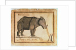 Rhinoceros, drawn and wrote by William Twiddy who never had the use of hands or feet by William Twiddy