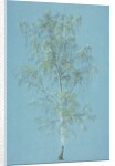 Birch tree by William Turner