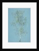 Birch tree by William Turner