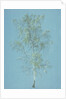Birch tree by William Turner