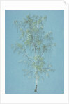 Birch tree by William Turner