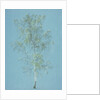 Birch tree by William Turner