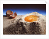 Egg & Flour, 1994 by Norman Hollands