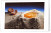 Egg & Flour, 1994 by Norman Hollands