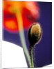 Poppy bud, 1996 by Norman Hollands