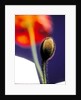 Poppy bud, 1996 by Norman Hollands