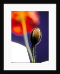 Poppy bud, 1996 by Norman Hollands
