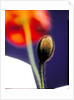 Poppy bud, 1996 by Norman Hollands
