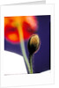 Poppy bud, 1996 by Norman Hollands