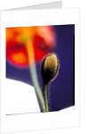 Poppy bud, 1996 by Norman Hollands