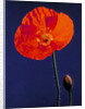 Poppy, 1996 by Norman Hollands