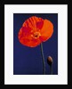 Poppy, 1996 by Norman Hollands