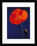 Poppy, 1996 by Norman Hollands
