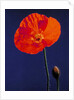 Poppy, 1996 by Norman Hollands