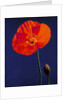 Poppy, 1996 by Norman Hollands