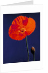 Poppy, 1996 by Norman Hollands