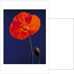 Poppy, 1996 by Norman Hollands