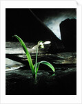 Snowdrop / Slate, 1995 by Norman Hollands