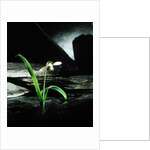 Snowdrop / Slate, 1995 by Norman Hollands