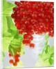 Redcurrants & leaves, 1996 by Norman Hollands