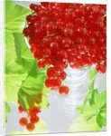 Redcurrants & leaves, 1996 by Norman Hollands