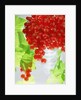 Redcurrants & leaves, 1996 by Norman Hollands