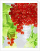 Redcurrants & leaves, 1996 by Norman Hollands