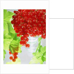 Redcurrants & leaves, 1996 by Norman Hollands