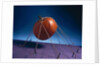 Tethered Pumpkin, 1996 by Norman Hollands