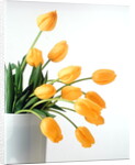 Yellow Tulips II, 1999 by Norman Hollands