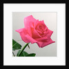 Pink Rose, 2005 by Norman Hollands