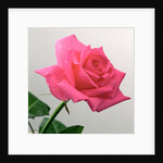Pink Rose, 2005 by Norman Hollands