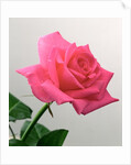 Pink Rose, 2005 by Norman Hollands
